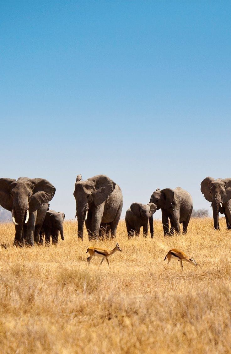 East African landscape